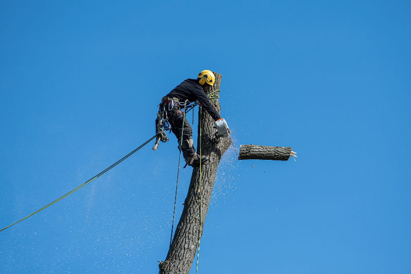 What Trees Can Be Cut Down Without Permission? Rapid Tree Solutions